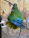 paladar parrot